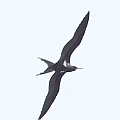 Lesser Frigatebird (male) over the beach due to strong winds caused by cyclone Zane<br />Canon EOS 7D + EF400 F5.6L